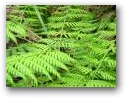 Rainforest Ferns  » Click to zoom ->