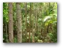 Rainforest Foliage  » Click to zoom ->